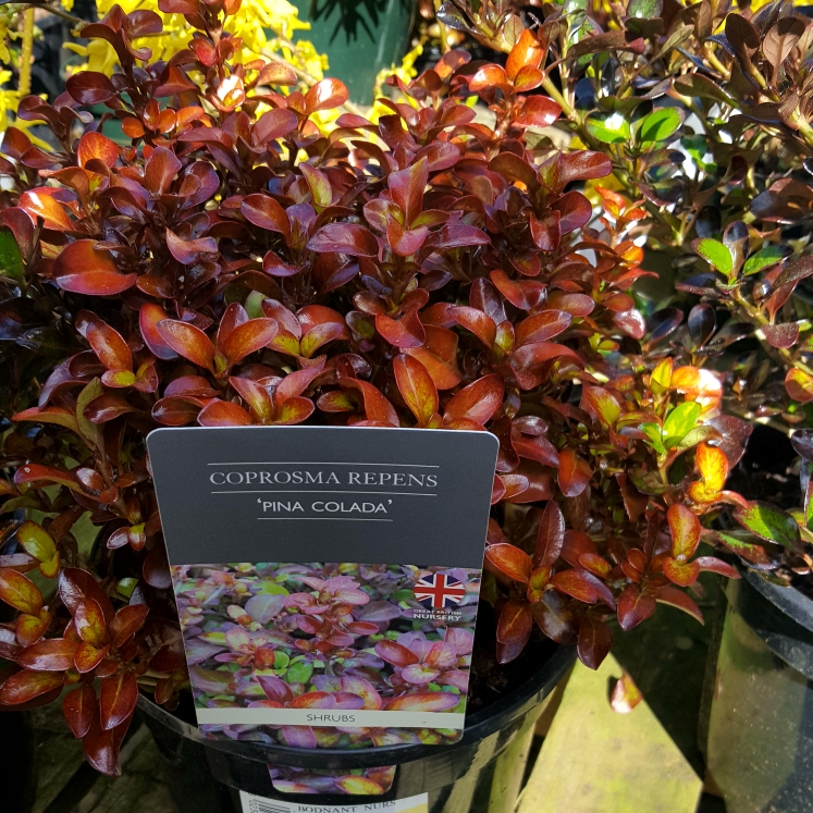 Plant image Coprosma repens 'Pina Colada'