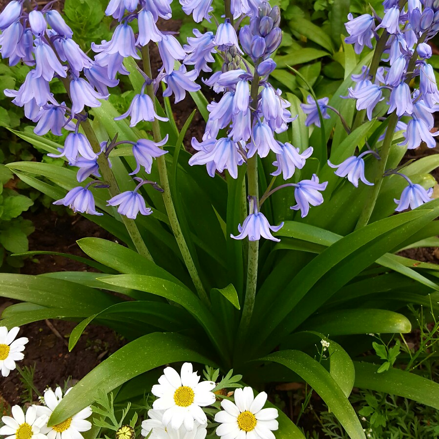 Hyacinthoides hispanica 'Danube'