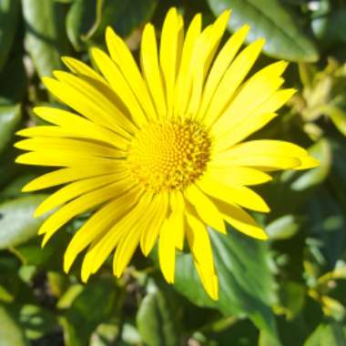 Doronicum x excelsum  'Harpur Crewe'  syn. Doronicum plantagineum 'Excelsum'