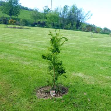 Cryptomeria japonica 'Cristata'