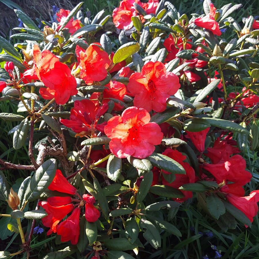 Rhododendron  (Rhododendron Varieties)