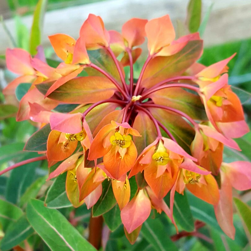 Euphorbia griffithii 'Fireglow'