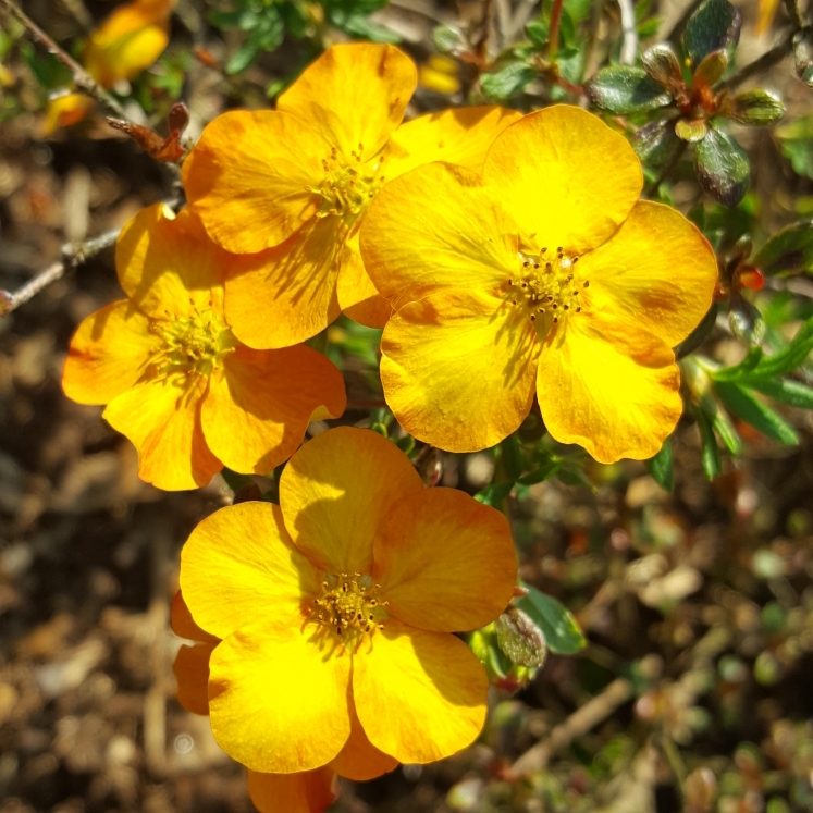 Plant image Potentilla fruticosa 'Tangerine'