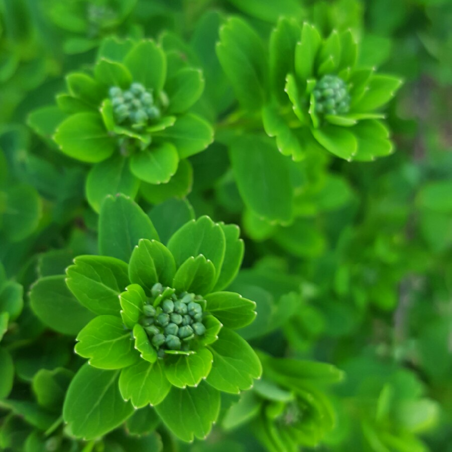 Spiraea prunifolia 'Plena'