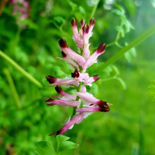 Plant image Fumaria Officinalis