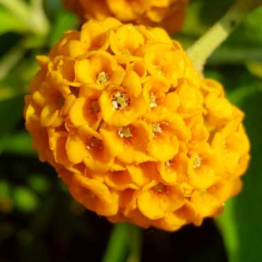 Buddleja globosa