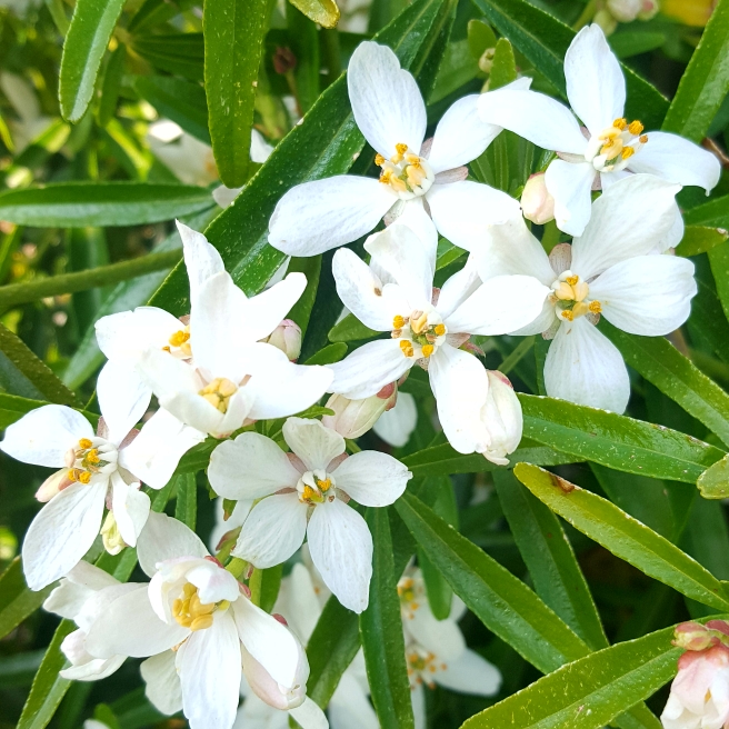 Plant image Choisya x dewitteana 'Aztec Pearl'