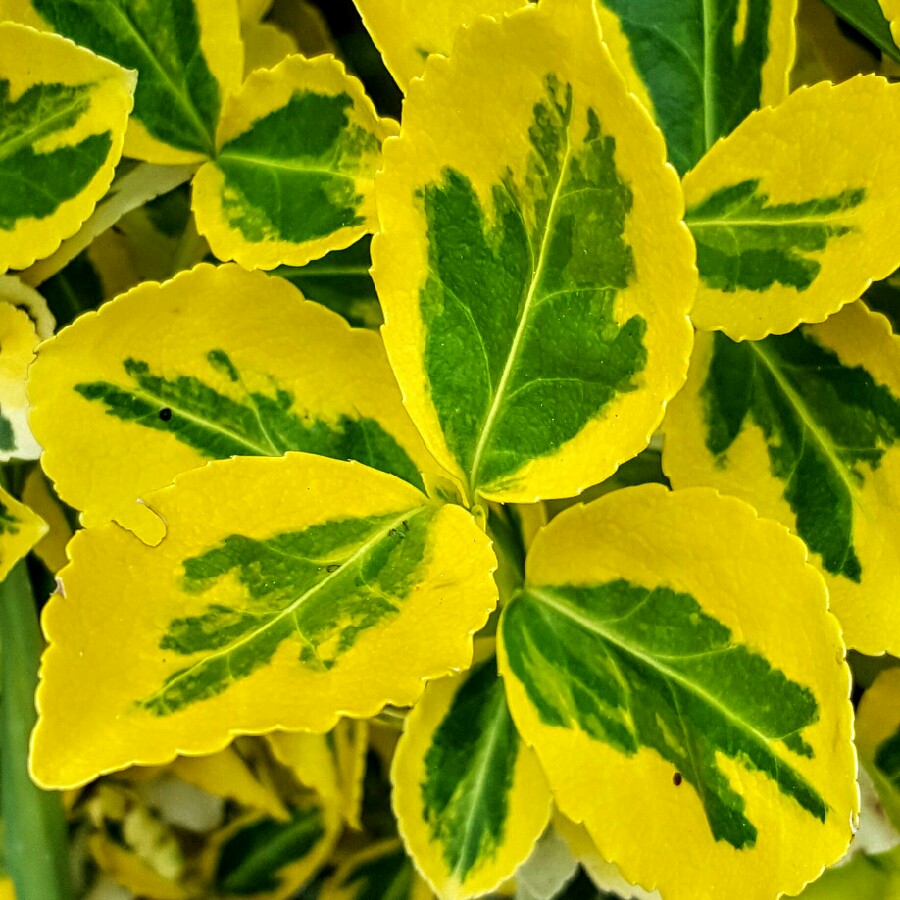 Plant image Euonymus fortunei 'Emerald 'n' Gold'