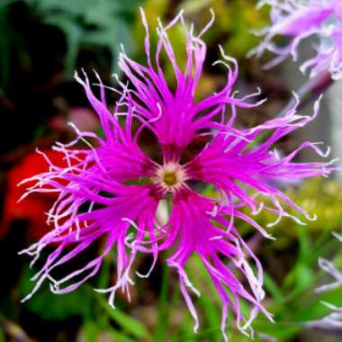 Dianthus superbus hybrid 'Spooky'