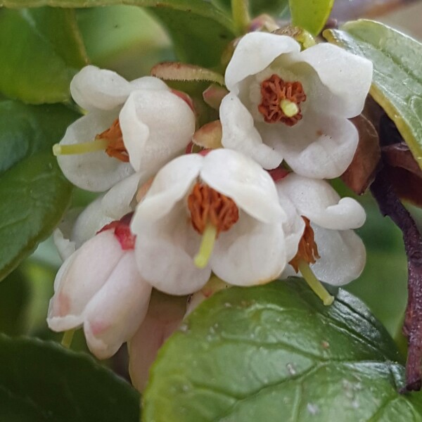 Plant image Vaccinium vitis-idaea 'Red Pearl'