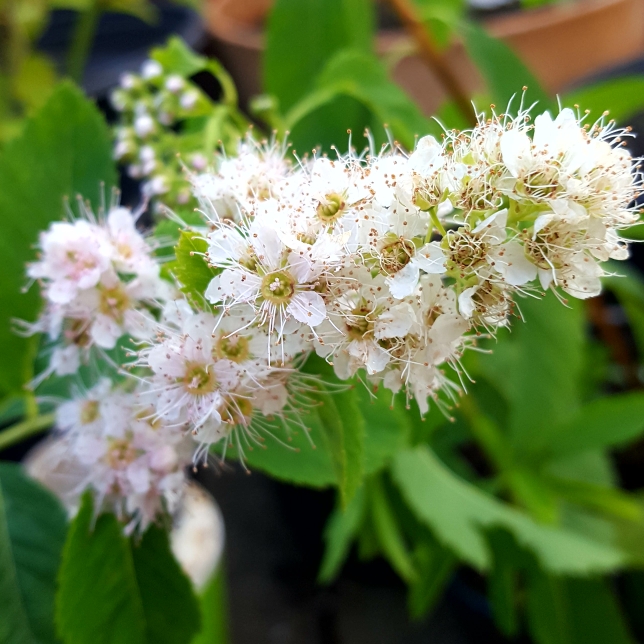 Plant image Spiraea Alba