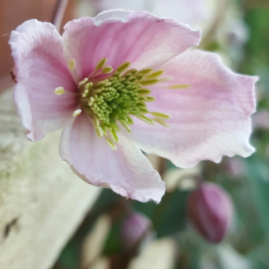 Plant image Clematis montana 'New Dawn'