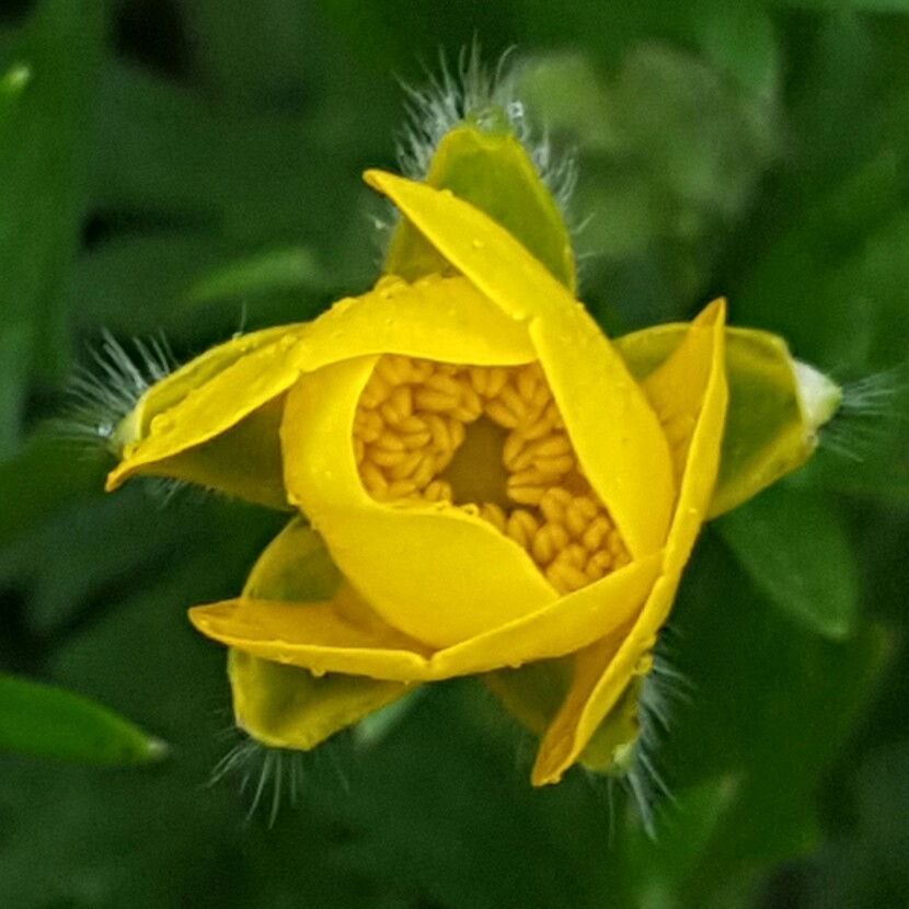 Plant image Ranunculus acris