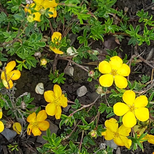 Potentilla