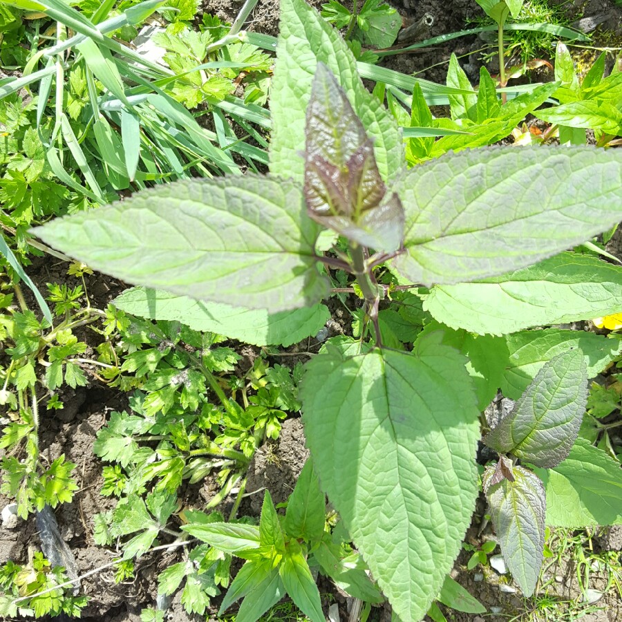 Scrophularia nodosa