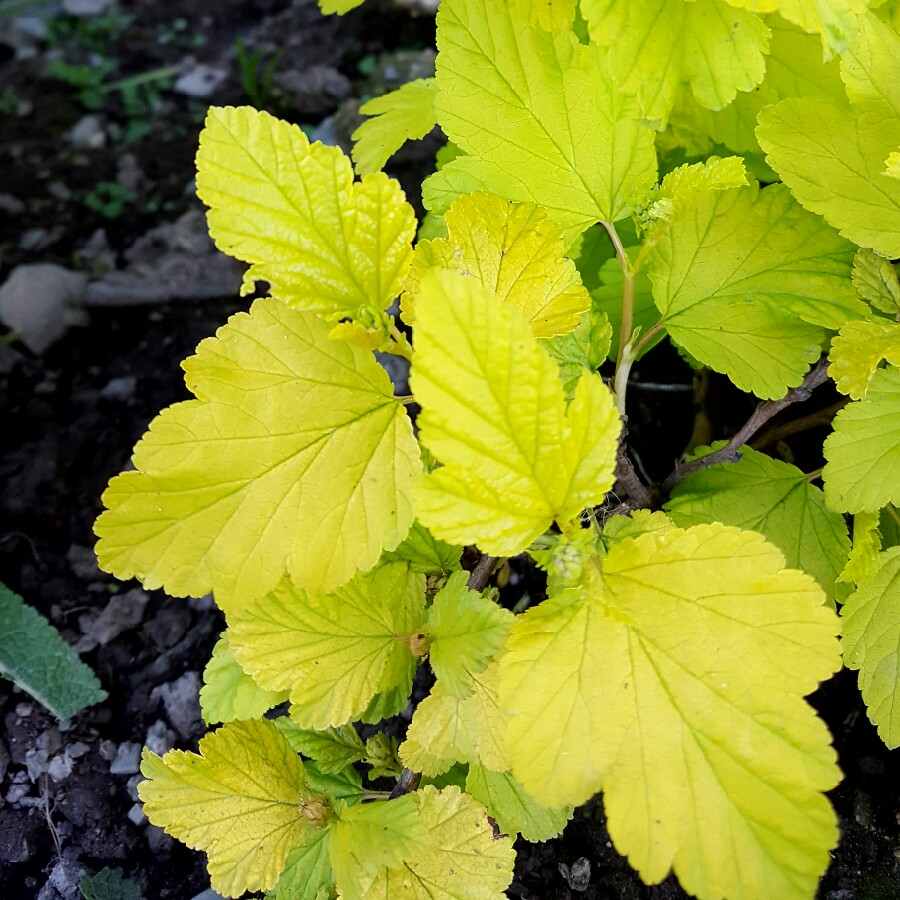 Physocarpus opulifolius 'Mindia' syn. Physocarpus opulifolius 'Diable d'Or', Physocarpus opulifolius 'Coppertina'