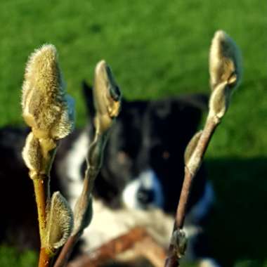 Magnolia stellata