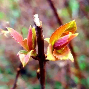 Spiraea japonica 'Goldflame' syn. Spiraea x bumalda 'Goldflame'