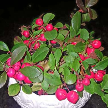 Gaultheria Procumbens