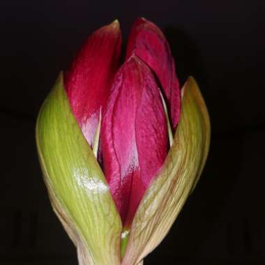 Hippeastrum