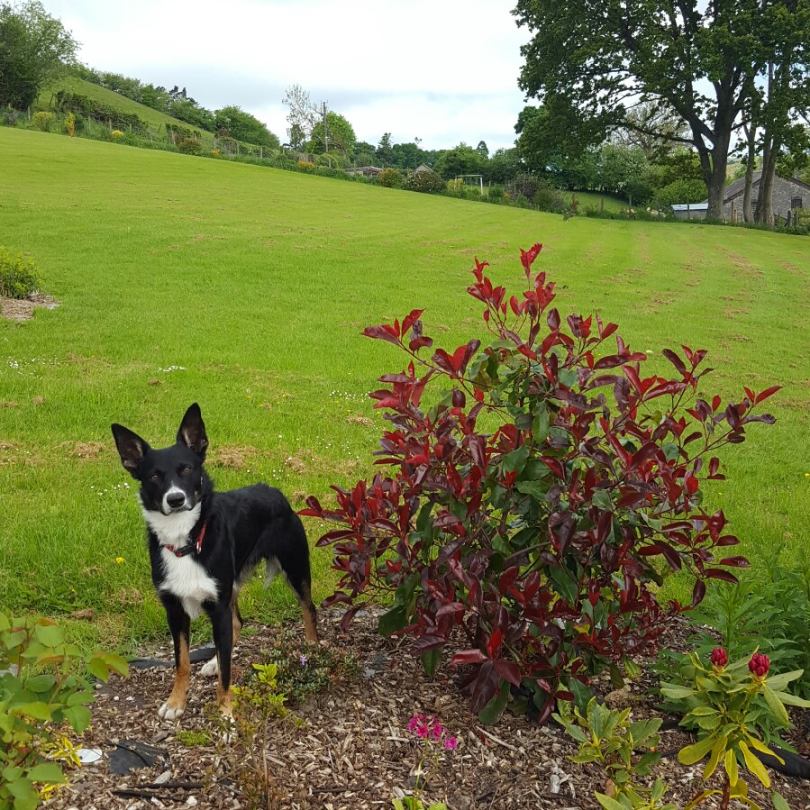 Photinia x fraseri 'Robusta Compacta'