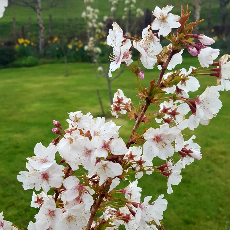 Plant image Prunus japonica 'Brilliant'