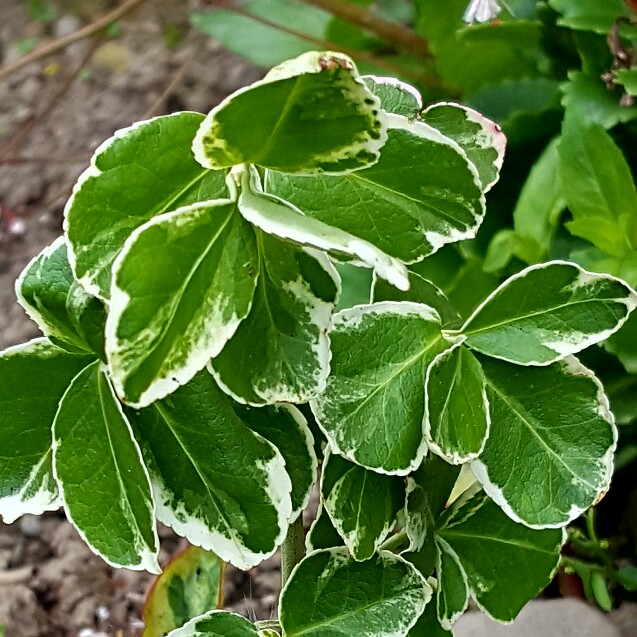 Plant image Euonymus Fortunei 'Emerald Gaiety'