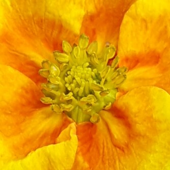 Plant image Potentilla fruticosa 'Mango Tango'