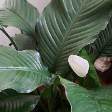 Peace Lily 'Kochii'