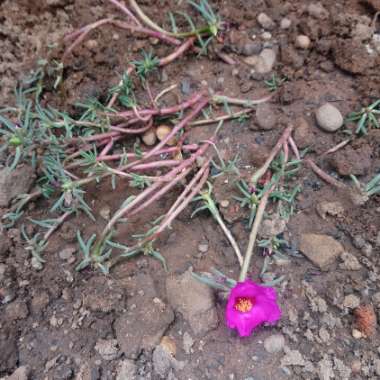 Portulaca 'Sundial Fuchsia'