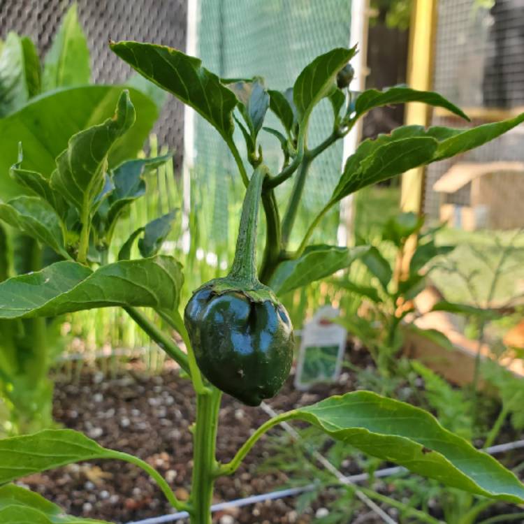 Plant image Capsicum Annuum 'Poblano'