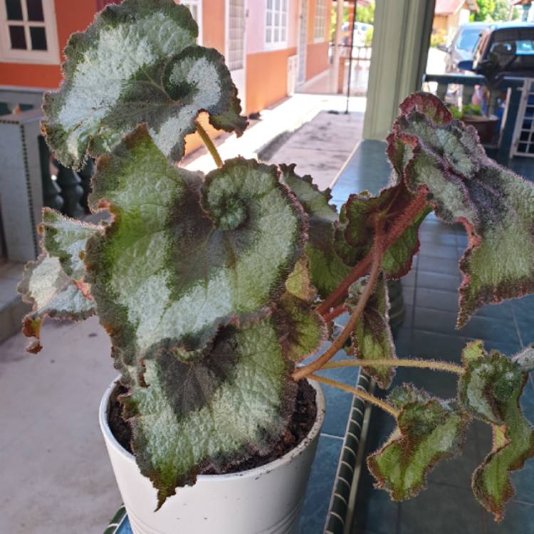 Plant image Begonia (Rex Cultorum Group) 'Escargot' syn. Begonia rex 'Escargot'