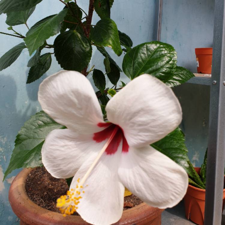 Plant image Hibiscus moscheutos 'Balhibwhi' (Luna Series) syn. Hibiscus moscheutos 'Luna White'