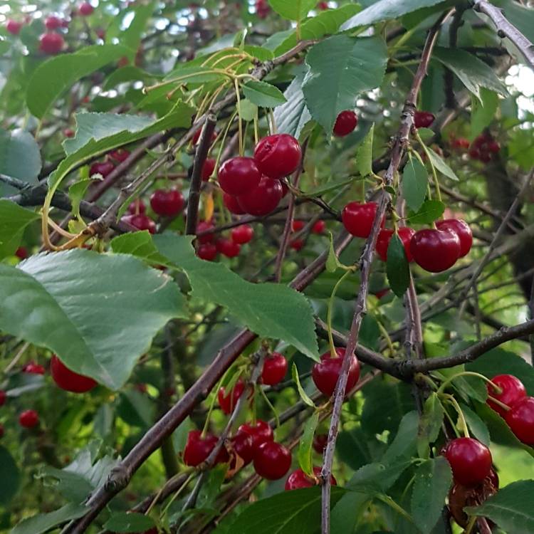 Plant image Prunus x kerrasis 'Valentine'