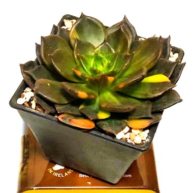 Echeveria 'Black Prince'