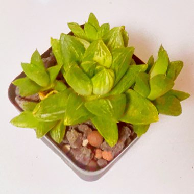 Variegated Haworthia cymbiformis