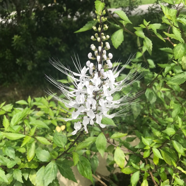 Plant image Orthosiphon arisatus