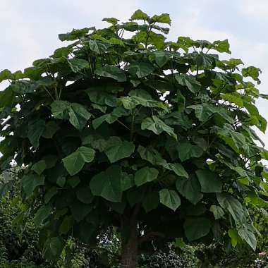 Catalpa bignonioides  syn.Catalpa catalpa, Catalpa syringaefolia