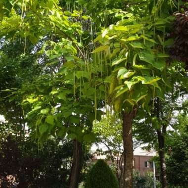 Indian Bean Tree