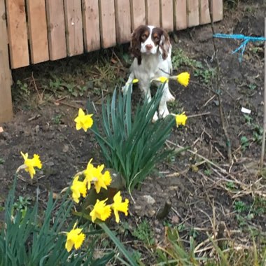 Daffodil