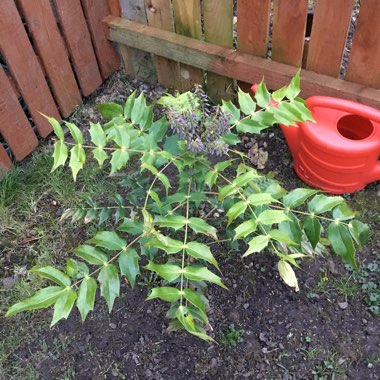 Beale's Mahonia