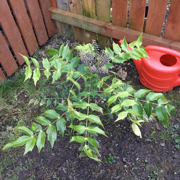 Plant image Mahonia japonica 'Bealei'