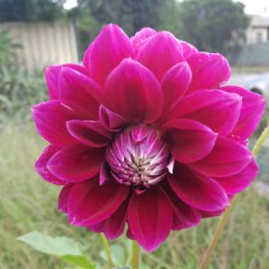 Dahlia 'Le Baron'