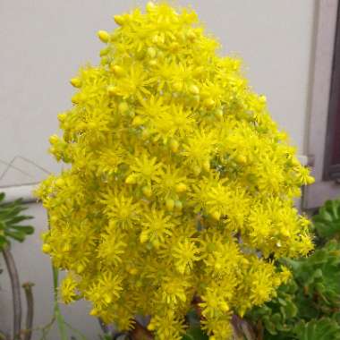 Aeonium 'Undulatum'