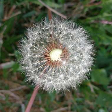 Dandelion