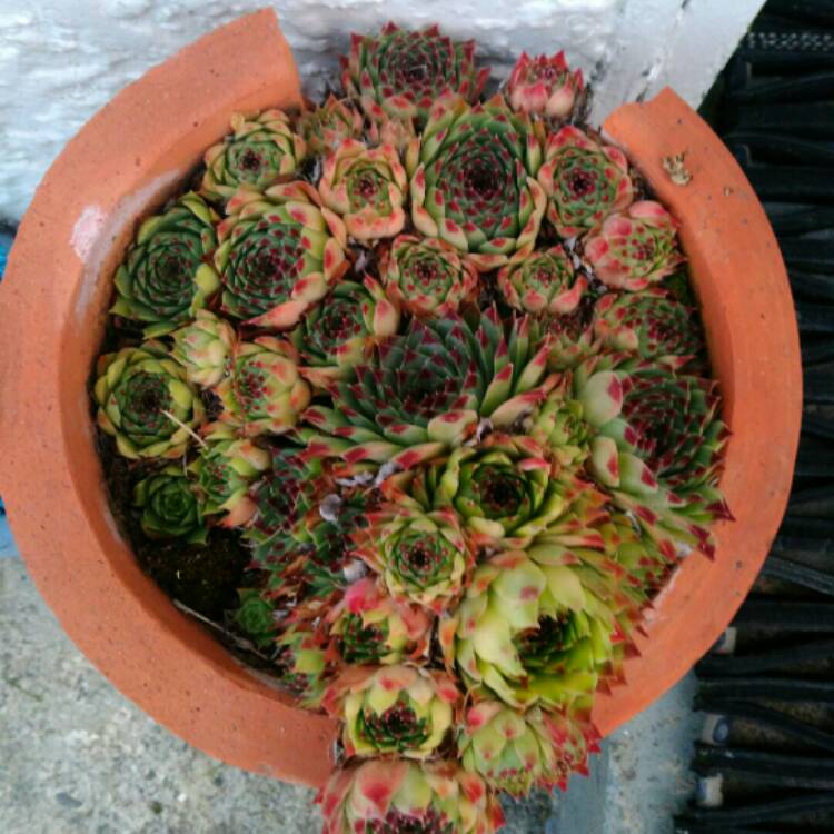 Plant image Sempervivum Marmoreum Brunneifolium