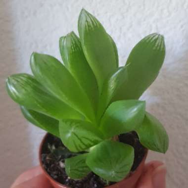 Haworthia Cuspidata