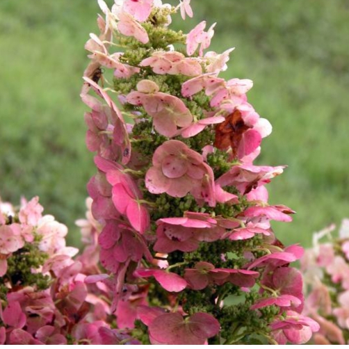 Plant image Hydrangea quercifolia 'Ruby Slippers'