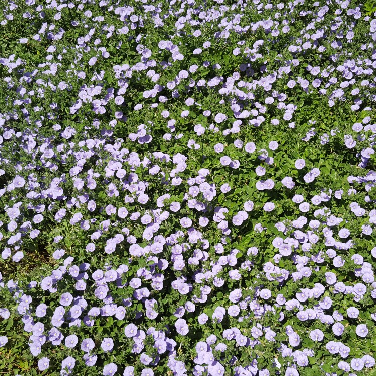 Plant image Convolvulus sabatius 'Fleurie Blue'