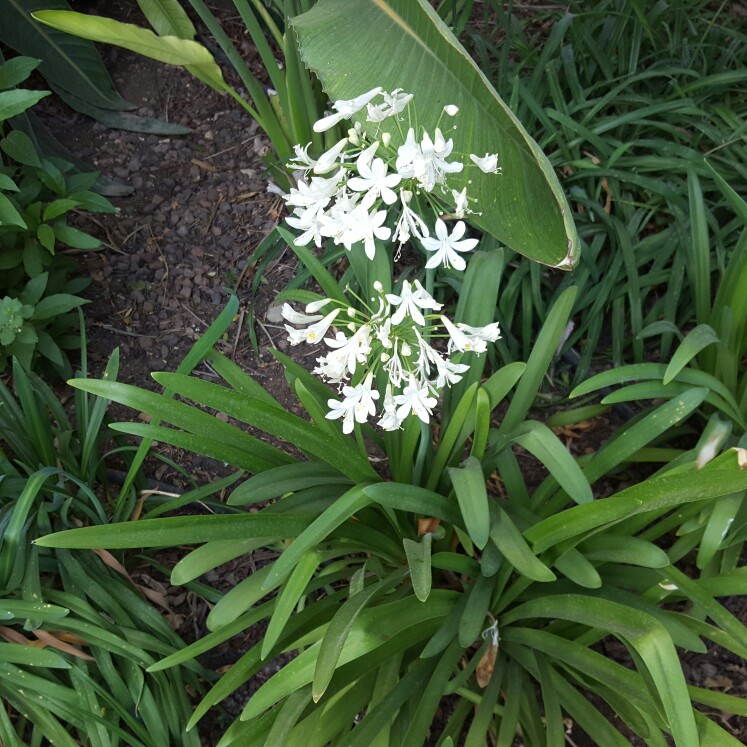 plant image 141976